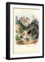 Spiders, 1863-79-Raimundo Petraroja-Framed Giclee Print