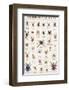 Spiders and Arachnids-null-Framed Premium Giclee Print