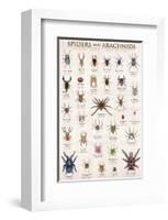 Spiders and Arachnids-null-Framed Premium Giclee Print