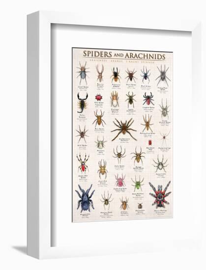 Spiders and Arachnids-null-Framed Premium Giclee Print