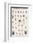 Spiders and Arachnids-null-Framed Premium Giclee Print