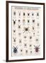 Spiders and Arachnids-null-Framed Premium Giclee Print