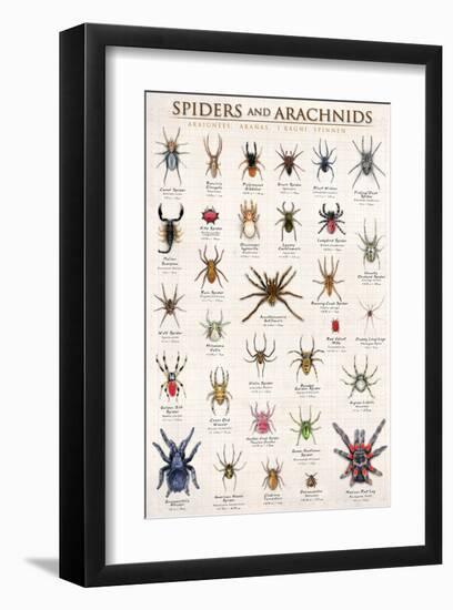 Spiders and Arachnids-null-Framed Art Print