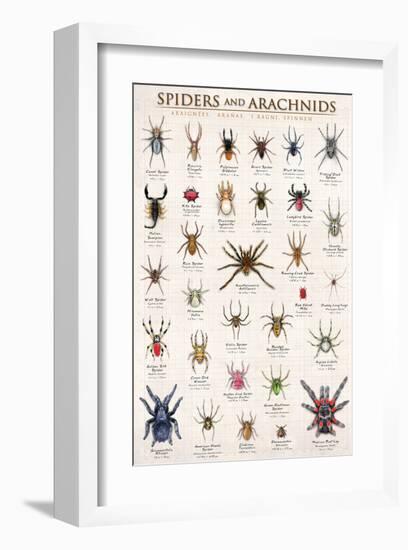 Spiders and Arachnids-null-Framed Art Print