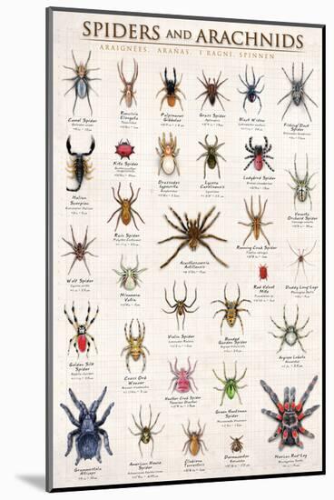 Spiders and Arachnids-null-Mounted Art Print