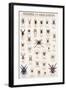 Spiders and Arachnids-null-Framed Art Print