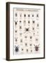 Spiders and Arachnids-null-Framed Art Print