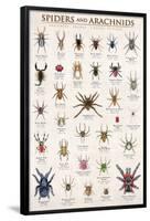 Spiders & Arachnids-null-Framed Poster