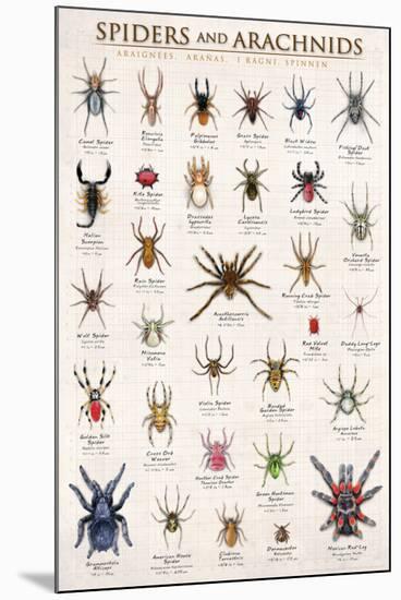 Spiders & Arachnids-null-Mounted Poster