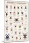 Spiders & Arachnids-null-Mounted Poster