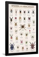 Spiders & Arachnids-null-Framed Poster