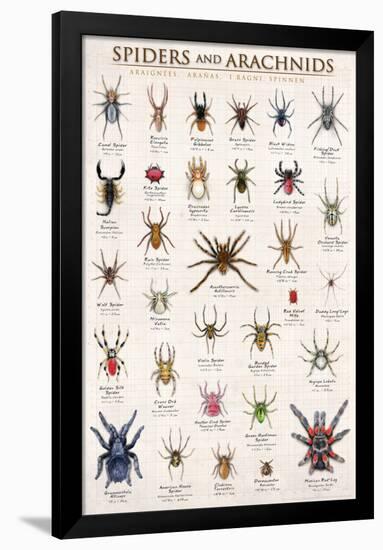 Spiders & Arachnids-null-Framed Poster