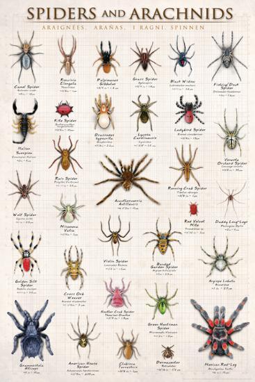 Poster, , large