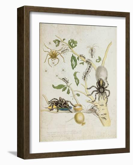 Spiders: Mygole, Plate 18 from 'Over De Voorteeling', 1730-Maria Sibylla Graff Merian-Framed Giclee Print