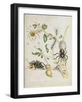 Spiders: Mygole, Plate 18 from 'Over De Voorteeling', 1730-Maria Sibylla Graff Merian-Framed Giclee Print