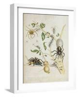 Spiders: Mygole, Plate 18 from 'Over De Voorteeling', 1730-Maria Sibylla Graff Merian-Framed Giclee Print