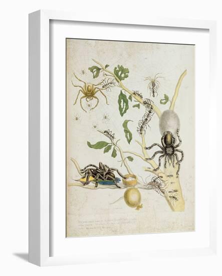 Spiders: Mygole, Plate 18 from 'Over De Voorteeling', 1730-Maria Sibylla Graff Merian-Framed Giclee Print