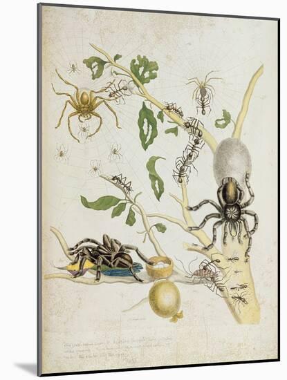 Spiders: Mygole, Plate 18 from 'Over De Voorteeling', 1730-Maria Sibylla Graff Merian-Mounted Giclee Print