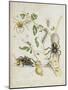 Spiders: Mygole, Plate 18 from 'Over De Voorteeling', 1730-Maria Sibylla Graff Merian-Mounted Giclee Print