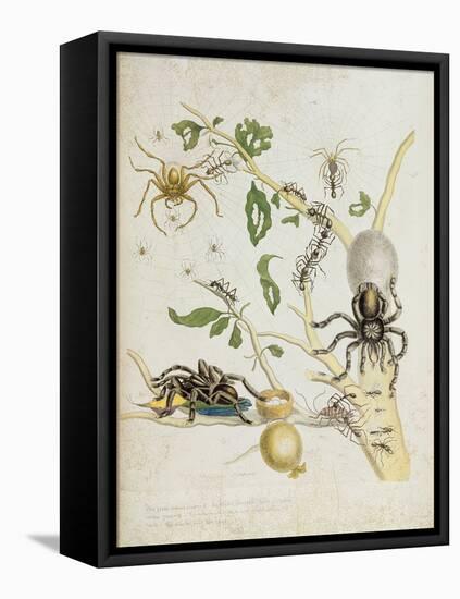 Spiders: Mygole, Plate 18 from 'Over De Voorteeling', 1730-Maria Sibylla Graff Merian-Framed Stretched Canvas