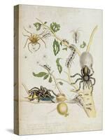 Spiders: Mygole, Plate 18 from 'Over De Voorteeling', 1730-Maria Sibylla Graff Merian-Stretched Canvas