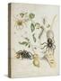 Spiders: Mygole, Plate 18 from 'Over De Voorteeling', 1730-Maria Sibylla Graff Merian-Stretched Canvas