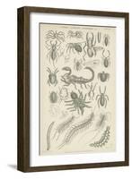 Spiders, Scorpions, Centipedes Etc-null-Framed Giclee Print