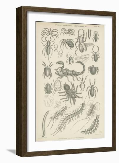 Spiders, Scorpions, Centipedes Etc-null-Framed Giclee Print