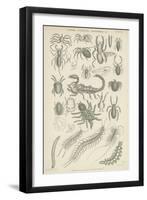 Spiders, Scorpions, Centipedes Etc-null-Framed Giclee Print