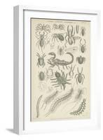 Spiders, Scorpions, Centipedes Etc-null-Framed Giclee Print