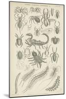 Spiders, Scorpions, Centipedes Etc-null-Mounted Giclee Print