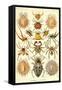 Spiders-Ernst Haeckel-Framed Stretched Canvas
