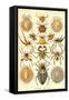 Spiders-Ernst Haeckel-Framed Stretched Canvas