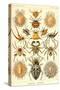 Spiders-Ernst Haeckel-Stretched Canvas
