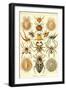 Spiders-Ernst Haeckel-Framed Art Print