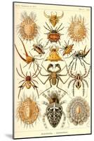 Spiders-Ernst Haeckel-Mounted Art Print