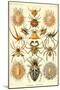 Spiders-Ernst Haeckel-Mounted Art Print