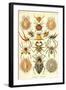 Spiders-Ernst Haeckel-Framed Art Print