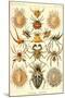 Spiders-Ernst Haeckel-Mounted Art Print