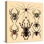 Spiders-Alena Kozlova-Stretched Canvas