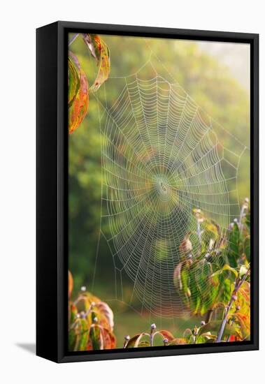 Spiderweb at Sunrise-Craig Tuttle-Framed Stretched Canvas