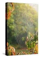 Spiderweb at Sunrise-Craig Tuttle-Stretched Canvas