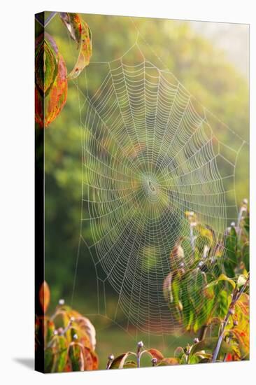 Spiderweb at Sunrise-Craig Tuttle-Stretched Canvas