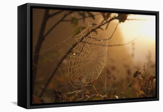 Spiderweb at Sunrise-Craig Tuttle-Framed Stretched Canvas