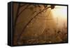 Spiderweb at Sunrise-Craig Tuttle-Framed Stretched Canvas