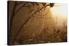 Spiderweb at Sunrise-Craig Tuttle-Stretched Canvas