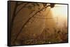 Spiderweb at Sunrise-Craig Tuttle-Framed Stretched Canvas