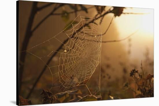 Spiderweb at Sunrise-Craig Tuttle-Stretched Canvas