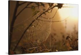 Spiderweb at Sunrise-Craig Tuttle-Stretched Canvas