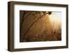 Spiderweb at Sunrise-Craig Tuttle-Framed Premium Photographic Print